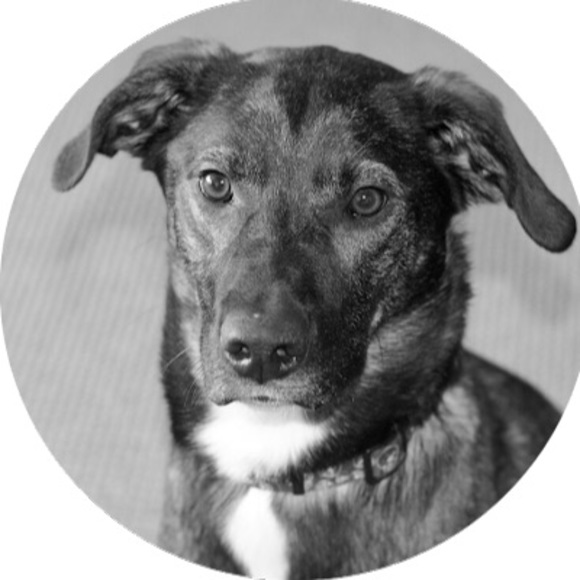 Meet your Posher, Ally - Picture 1 of 1